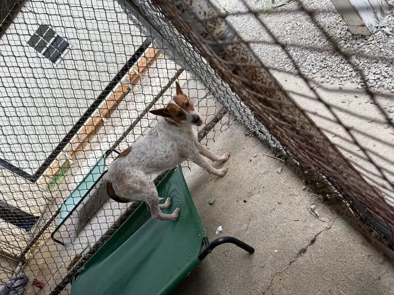 A young medium-sized female Australian Cattle Dog / Blue Heeler dog named Edith for adoption in Centralia, IL