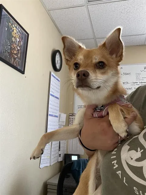 A young small-sized female Shiba Inu dog named Tina for adoption in Santa Cruz, CA