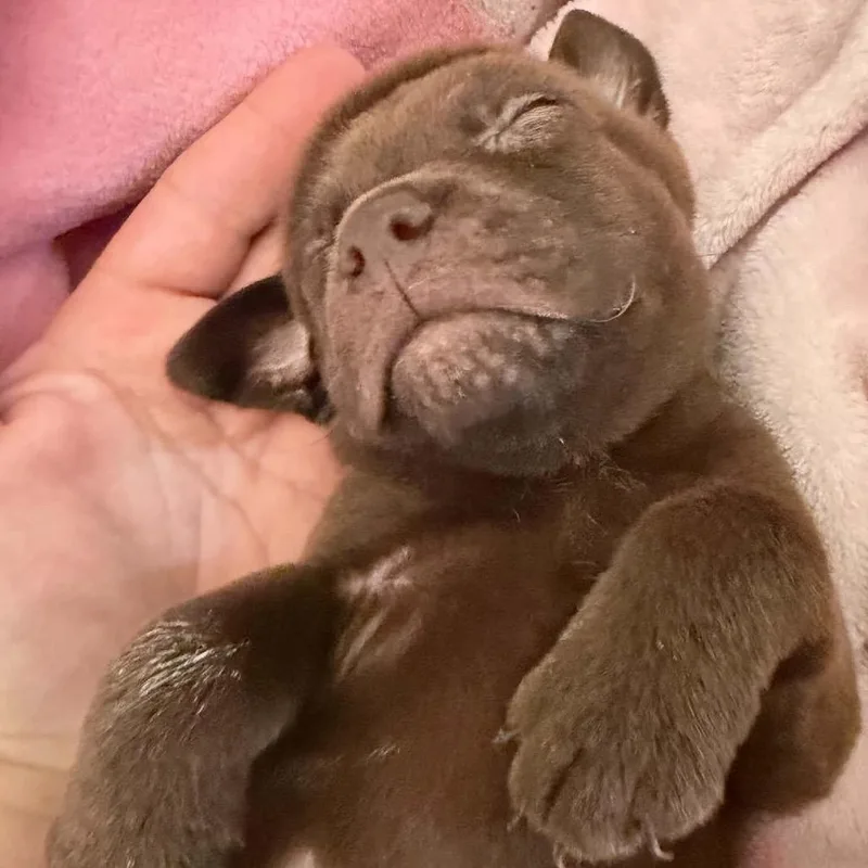 A baby small-sized male Brown / Chocolate Mixed Breed dog named Lipton for adoption in Buffalo, MN
