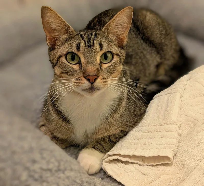 An adult medium-sized female White Tabby cat named Cookie for adoption in Melbourne, FL