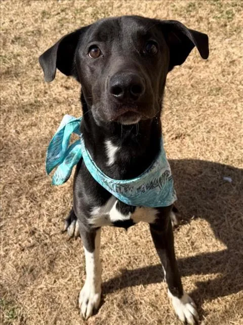A young medium-sized male Labrador Retriever dog named Dodge for adoption in Tulsa, OK