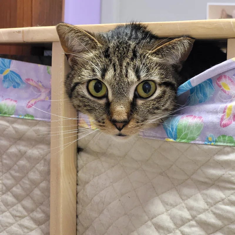 Phillipa thumbnail 2