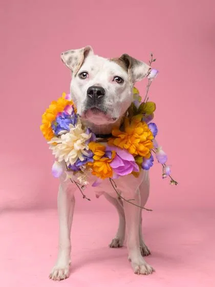 An adult large-sized female Mixed Breed dog named Kleodora for adoption in Atlanta, GA