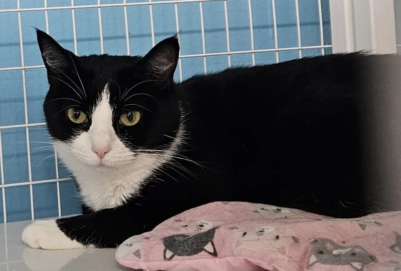 An adult medium-sized female Domestic Short Hair cat named Gloria for adoption in Claremont, NH