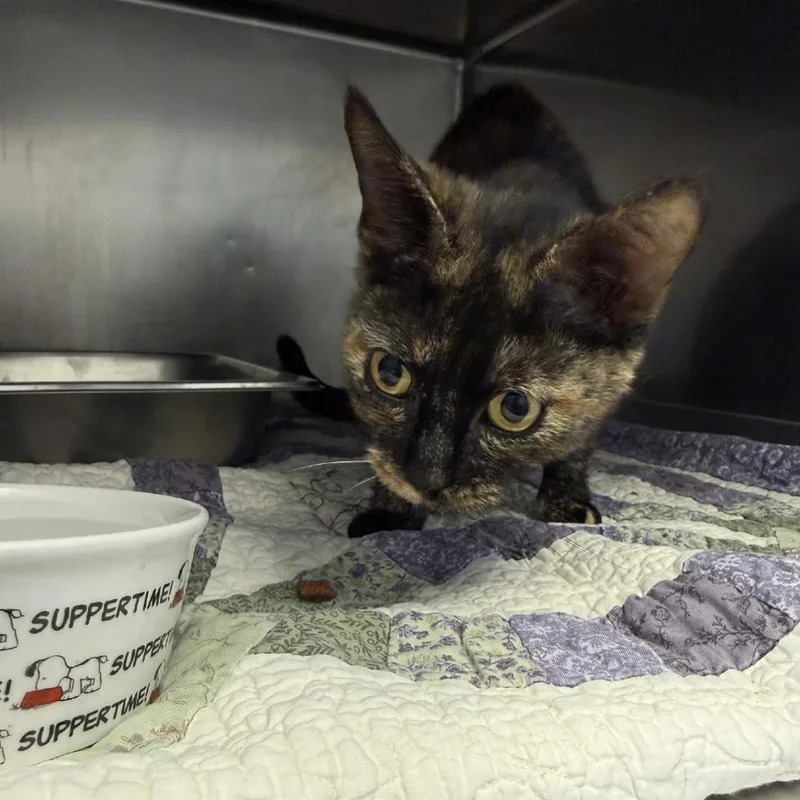 An adult medium-sized female Tortoiseshell Domestic Short Hair cat named Baby Girl for adoption in Gloucester, VA