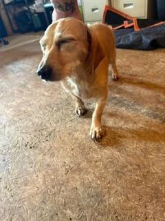 An adult small-sized male Jack Russell Terrier dog named Lex for adoption in Lafayette, TN