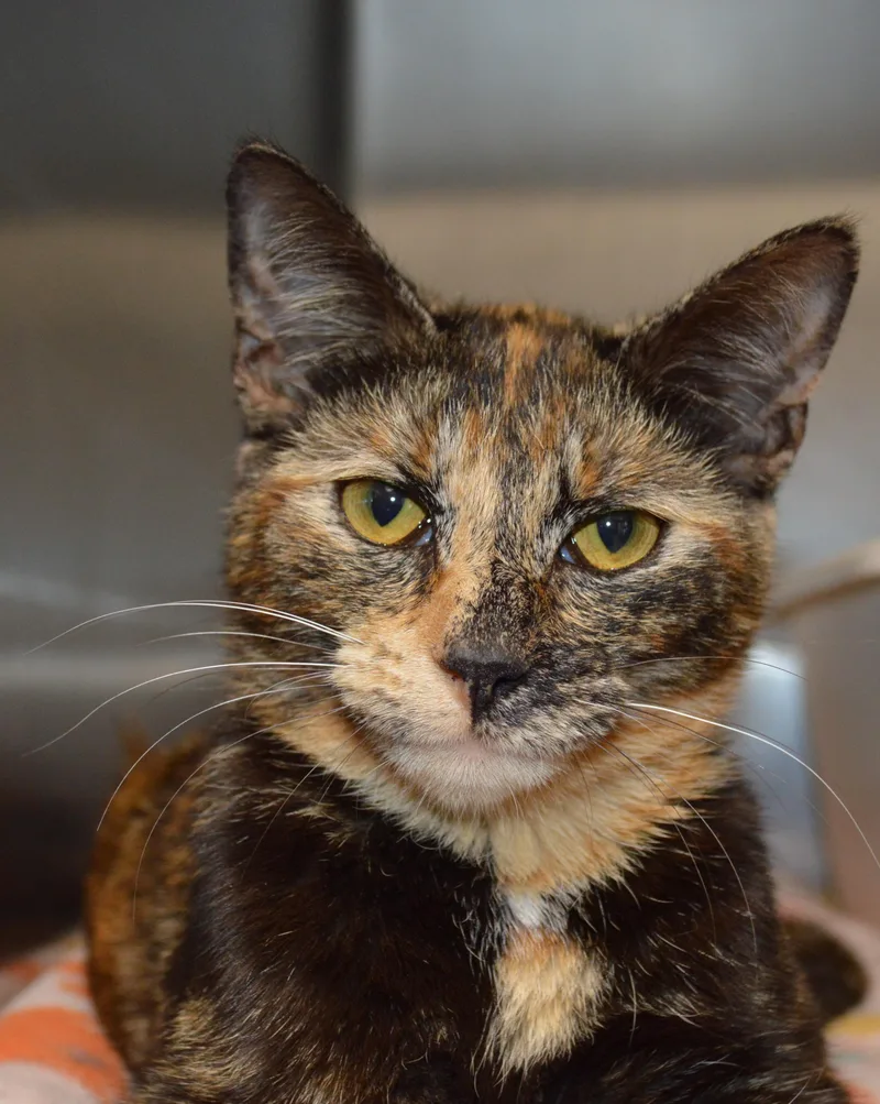 Hillary