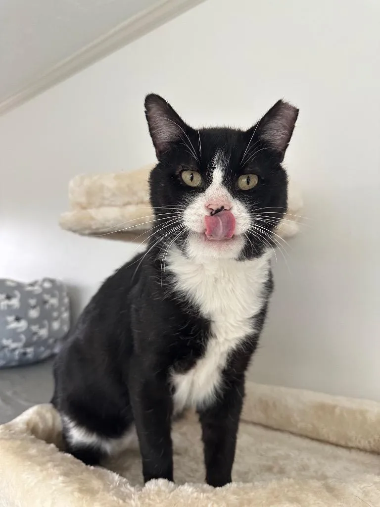 A senior large-sized male Domestic Short Hair cat named Coleman for adoption in Sandy, UT