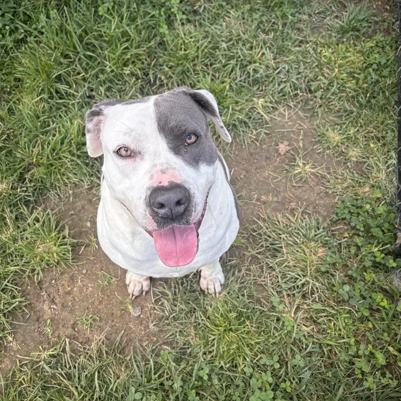 An adult medium-sized female American Bully dog named Nova for adoption in Stafford, VA