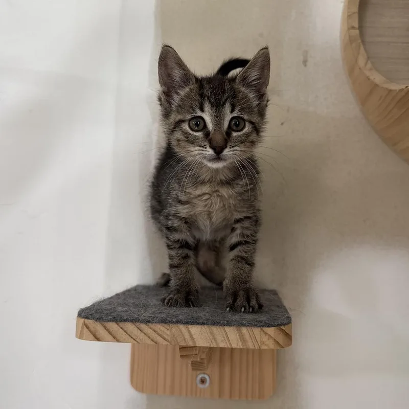 A baby medium-sized male Tabby (Brown / Chocolate) Domestic Short Hair cat named Johnny for adoption in China Township, MI