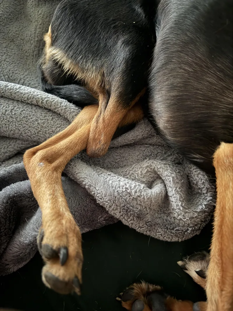 An adult small-sized male Black Chihuahua dog named Cheese for adoption in Athens, TX