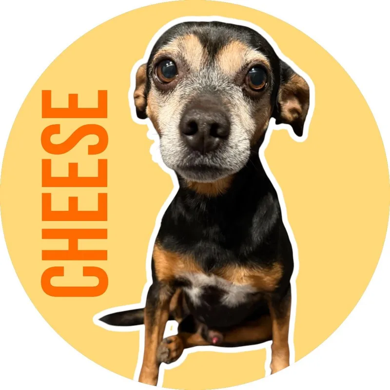 Cheese thumbnail 6