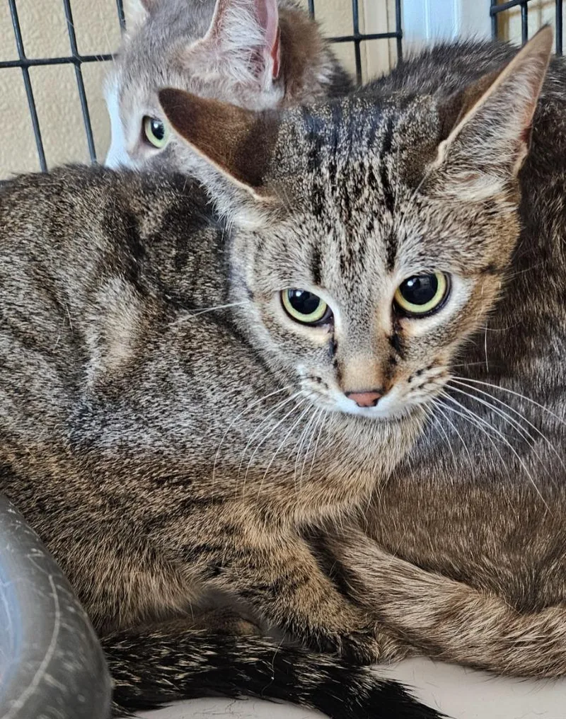 A young medium-sized female Domestic Short Hair cat named Bazel for adoption in Green River, WY