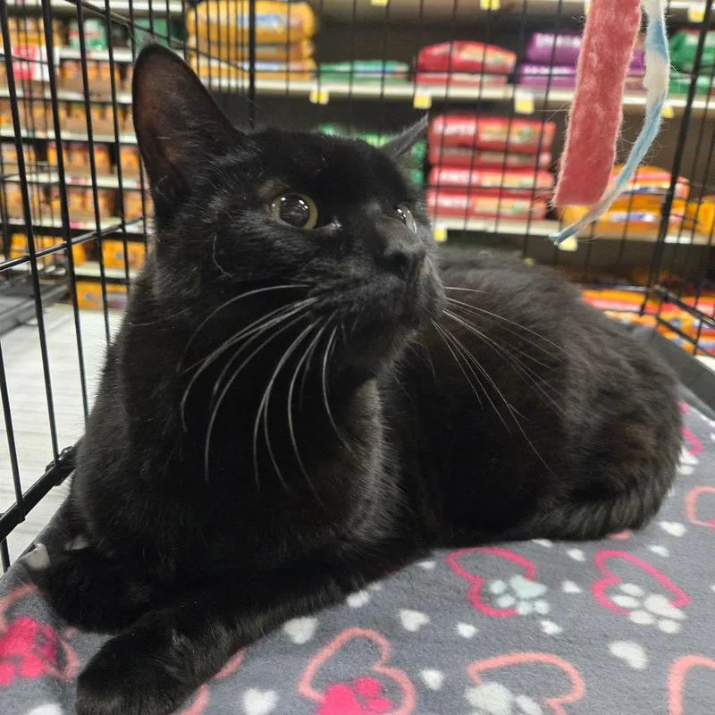 A senior large-sized male Black Domestic Short Hair cat named Sampson for adoption in Norwood, OH
