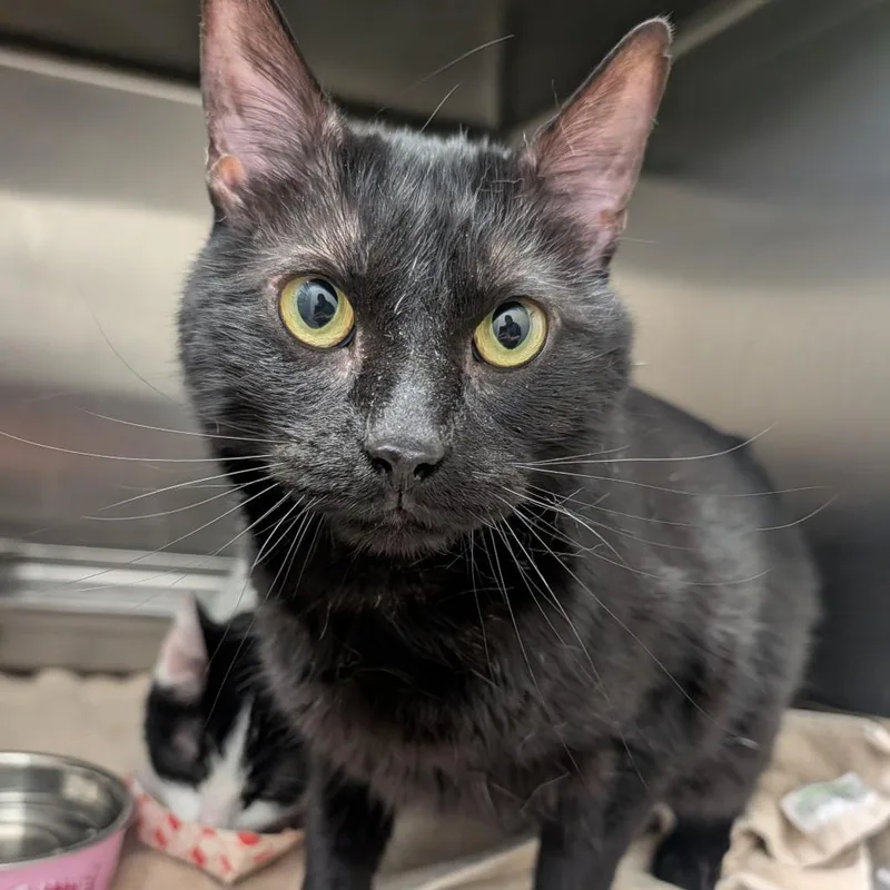 An adult large-sized male Black Domestic Short Hair cat named Papa for adoption in Ballston Spa, NY