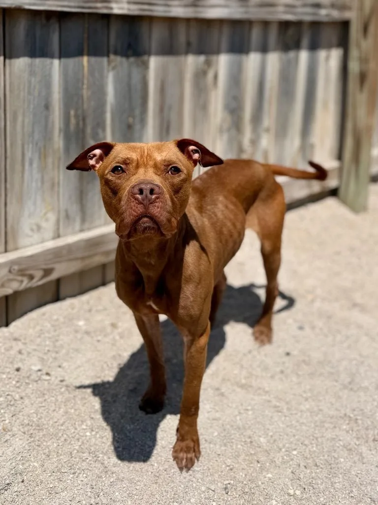 Ella