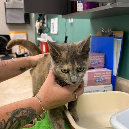 An adult medium-sized female Domestic Short Hair cat named Hope for adoption in Kansas City, MO