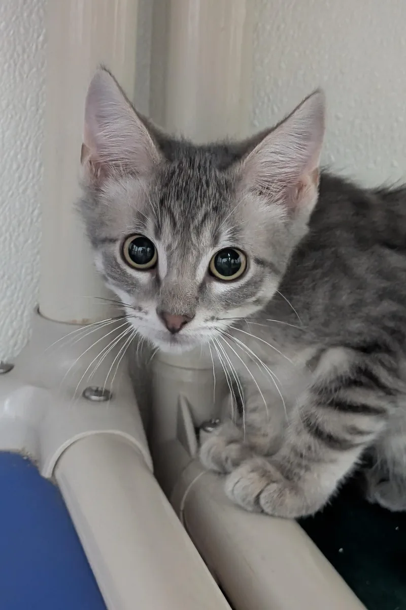 A young medium-sized male Gray / Blue / Silver Domestic Medium Hair cat named Grape Nut for adoption in Decatur, IL