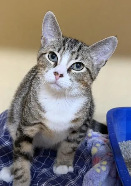 A baby small-sized male Domestic Short Hair cat named Taurus for adoption in Clarks Summit, PA