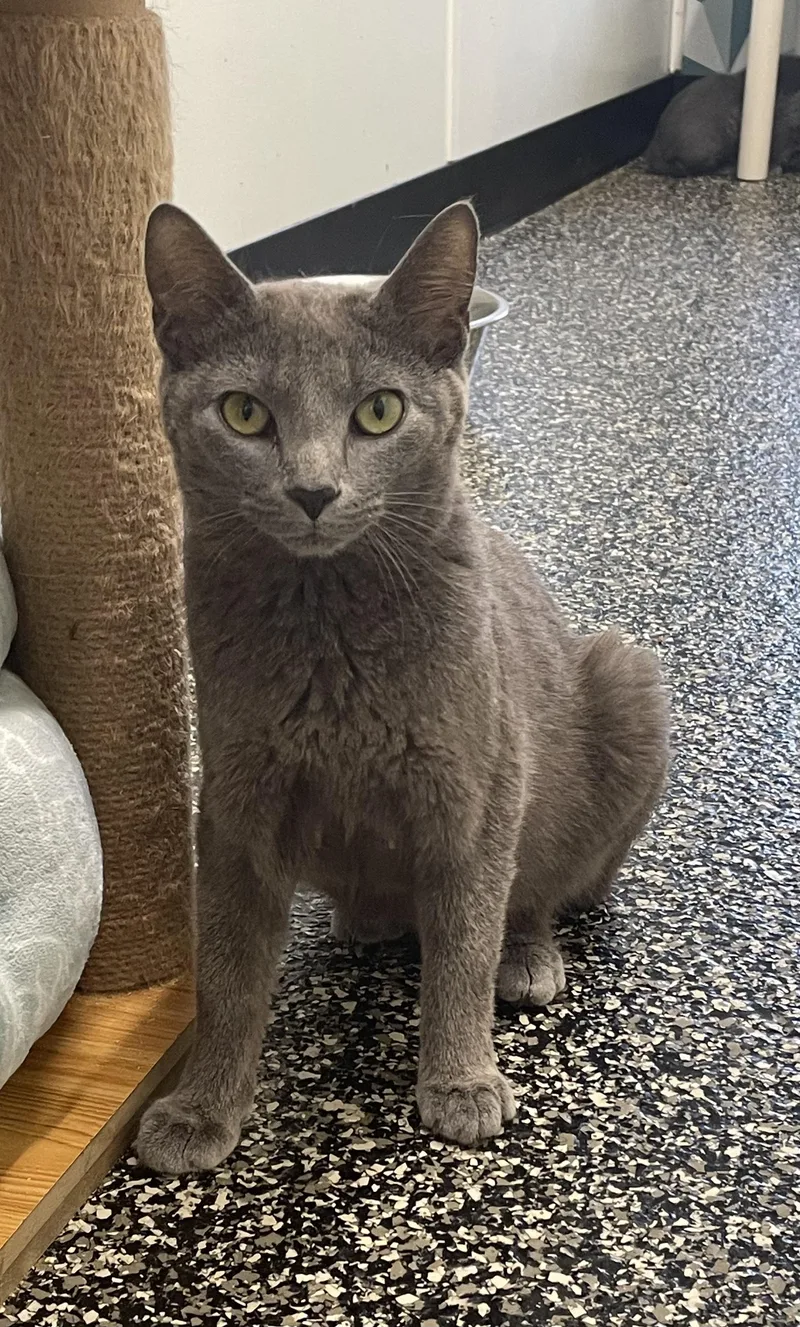 An adult medium-sized female Gray / Blue / Silver Domestic Short Hair cat named Helena for adoption in McKenzie, TN