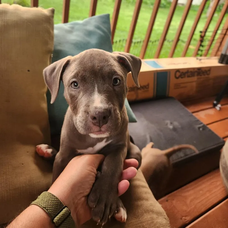 A baby medium-sized female Brown / Chocolate Pit Bull Terrier dog named Jackie Fox for adoption in Joliet, IL