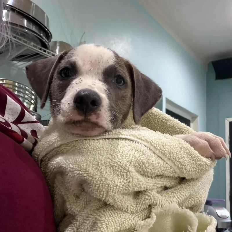 A baby medium-sized male American Staffordshire Terrier dog named Shaggy for adoption in Seminole, FL