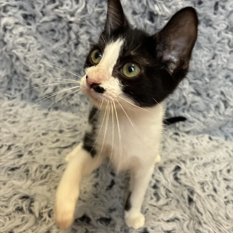A baby medium-sized male Black & White / Tuxedo Domestic Short Hair cat named Zydeco for adoption in Houston, TX