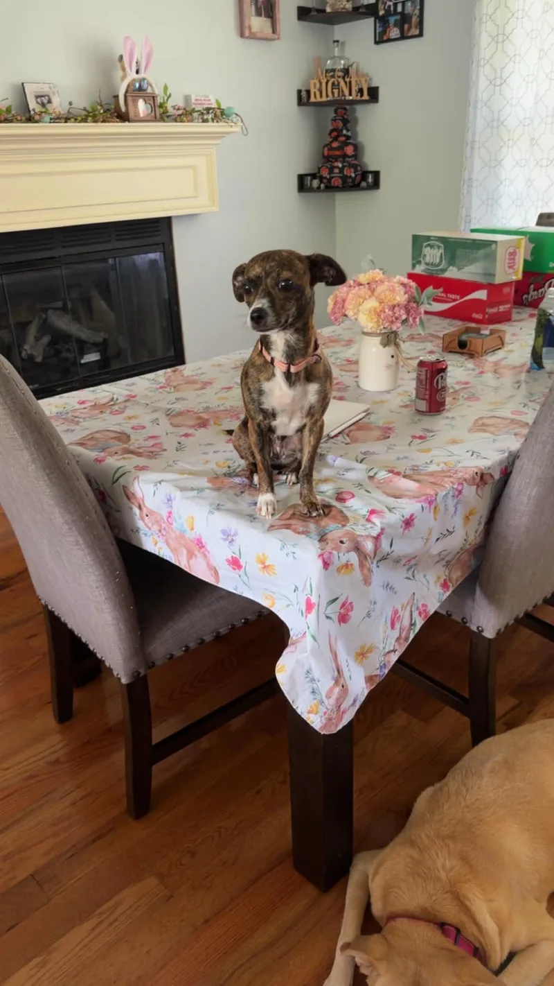 A young small-sized female Terrier dog named Rita for adoption in Alexandria, KY