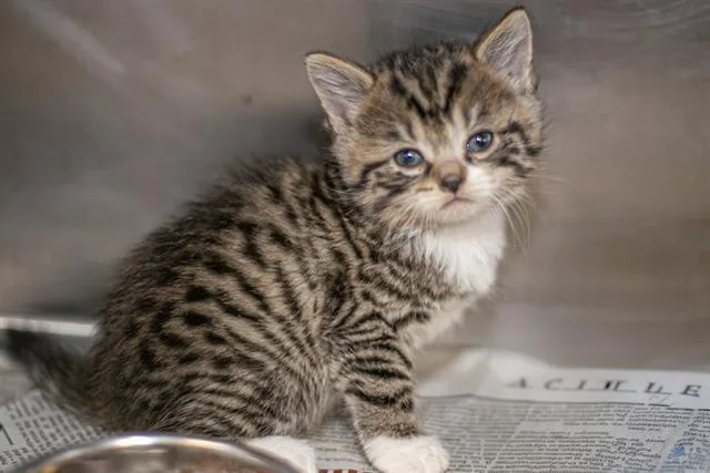 A baby small-sized female Domestic Short Hair cat named Macy for adoption in Charlotte, NC