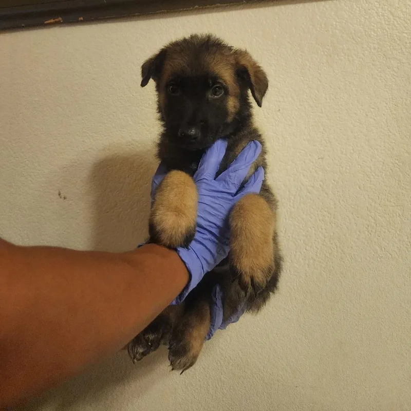 A baby small-sized male Brown / Chocolate German Shepherd Dog dog named Bj for adoption in Las Vegas, NV