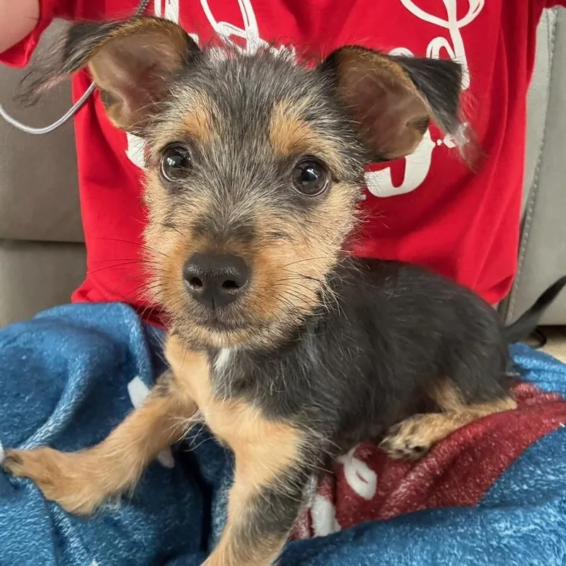 Louie