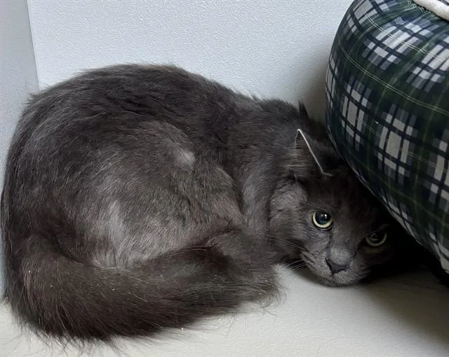 An adult small-sized female Domestic Long Hair cat named Stella for adoption in Kalamazoo, MI