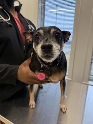 A senior small-sized female Mixed Breed dog named Libby for adoption in Lafayette, IN