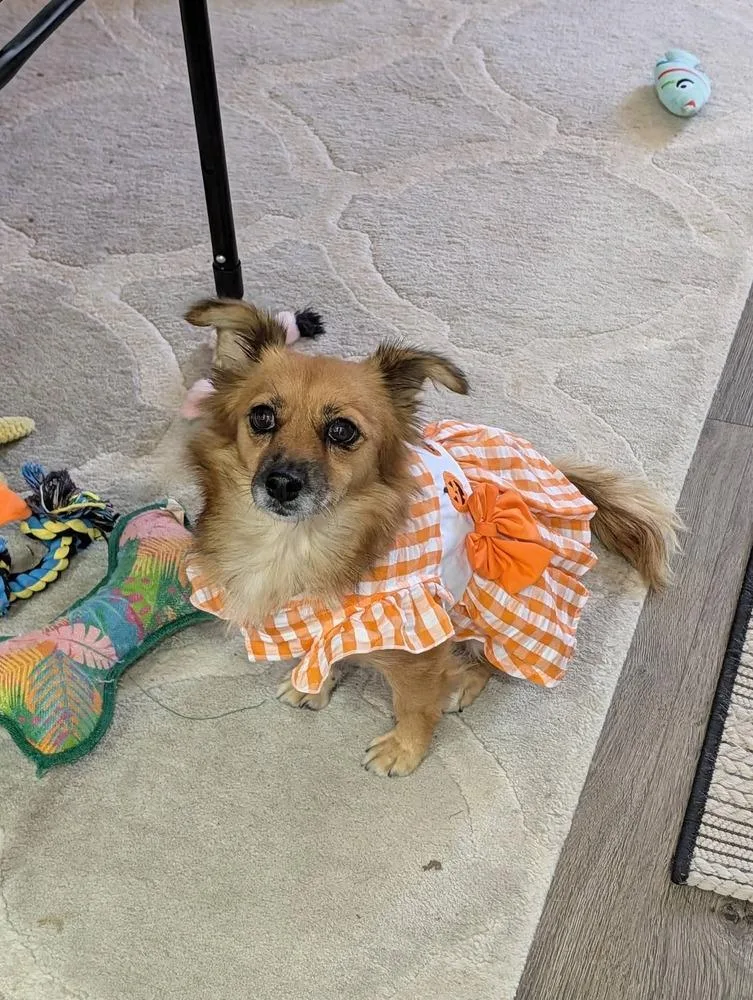Dolly Girl