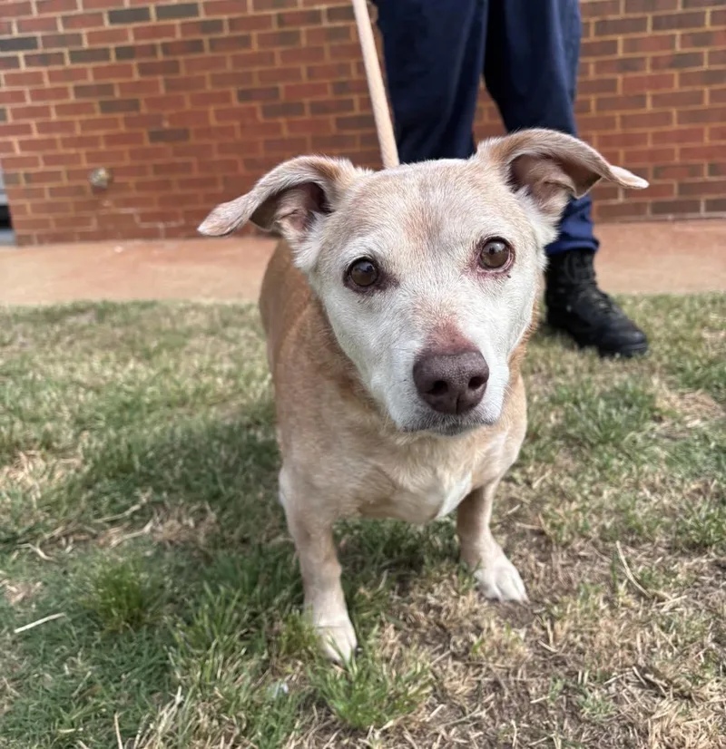 A senior medium-sized female Dachshund dog named Sadie for adoption in Stillwater, OK