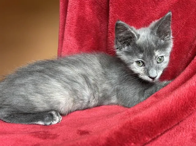 A baby small-sized female Domestic Short Hair cat named Sourdough for adoption in Louisville, KY
