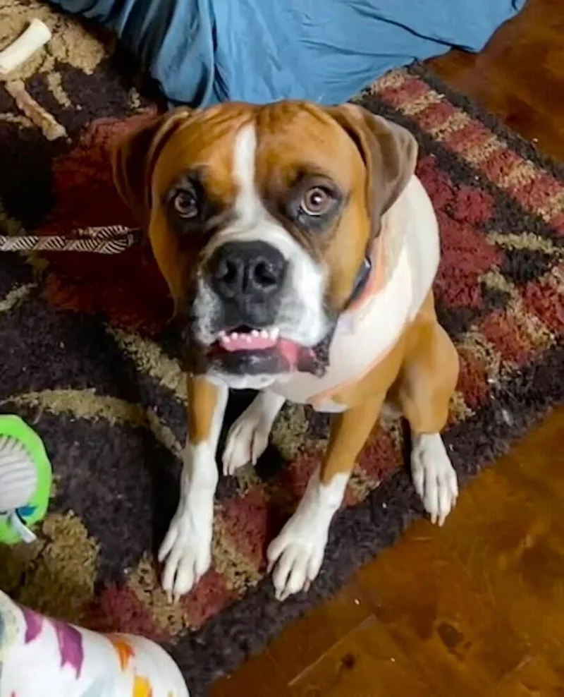 A senior medium-sized male Boxer dog named Milo V for adoption in Hewitt, TX