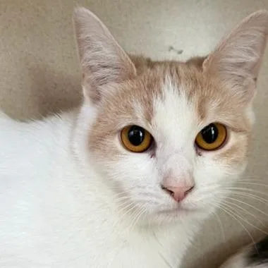 A young medium-sized female Buff / Tan / Fawn Domestic Short Hair cat named Hazel for adoption in Calverton, NY