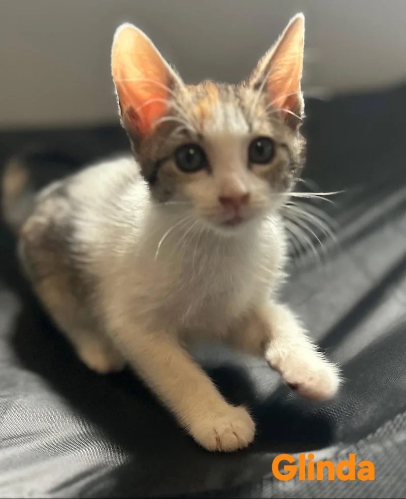 A young medium-sized female Domestic Short Hair cat named Glinda for adoption in Longwood, FL