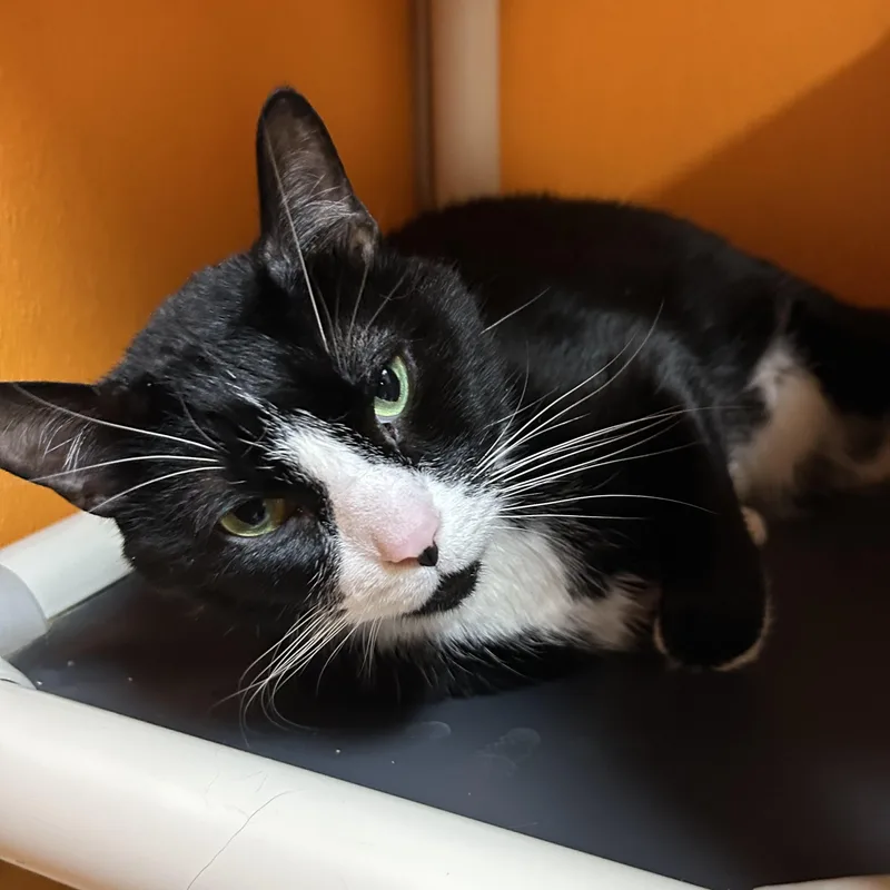 An adult medium-sized male Domestic Short Hair cat named Moon for adoption in Elyria, OH