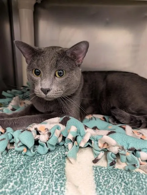 A young small-sized male Domestic Short Hair cat named Toby for adoption in Minneapolis, MN