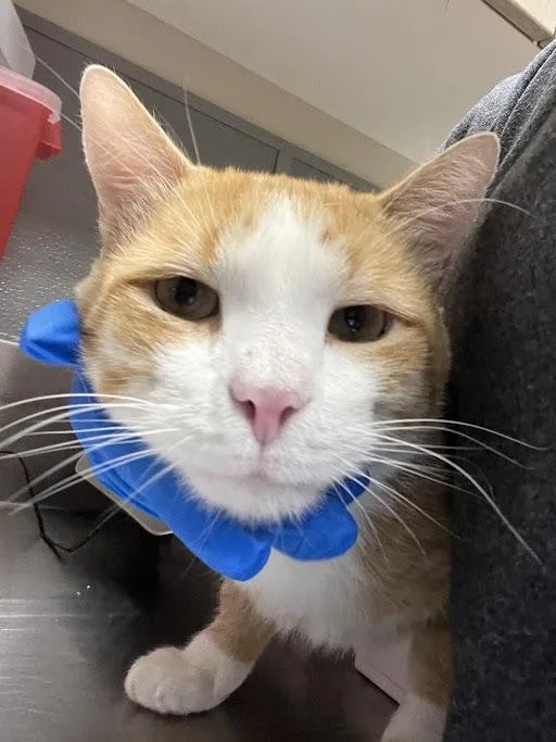 An adult large-sized male Domestic Short Hair cat named Mordecai for adoption in Las Vegas, NV