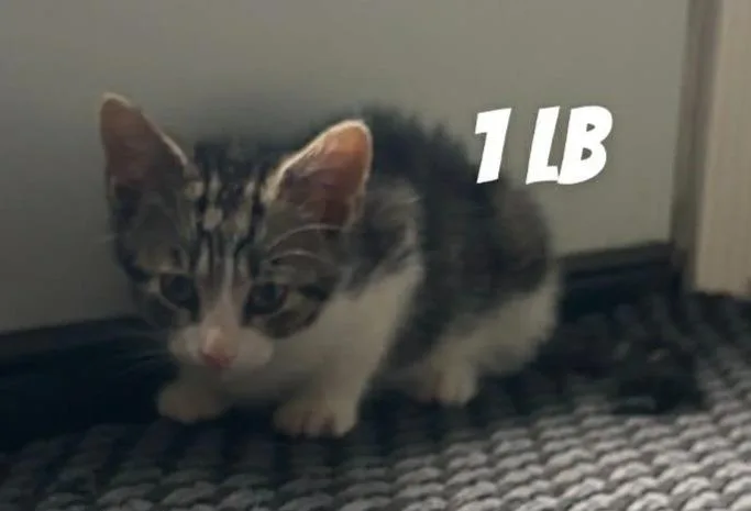 A baby small-sized female Domestic Short Hair cat named Millie for adoption in Darien, GA
