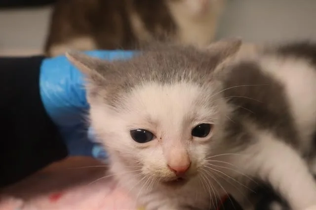 A baby small-sized male Domestic Short Hair cat named Beau for adoption in Columbia, SC