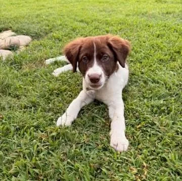 A baby small-sized male Australian Shepherd dog named Mark for adoption in Knoxville, TN