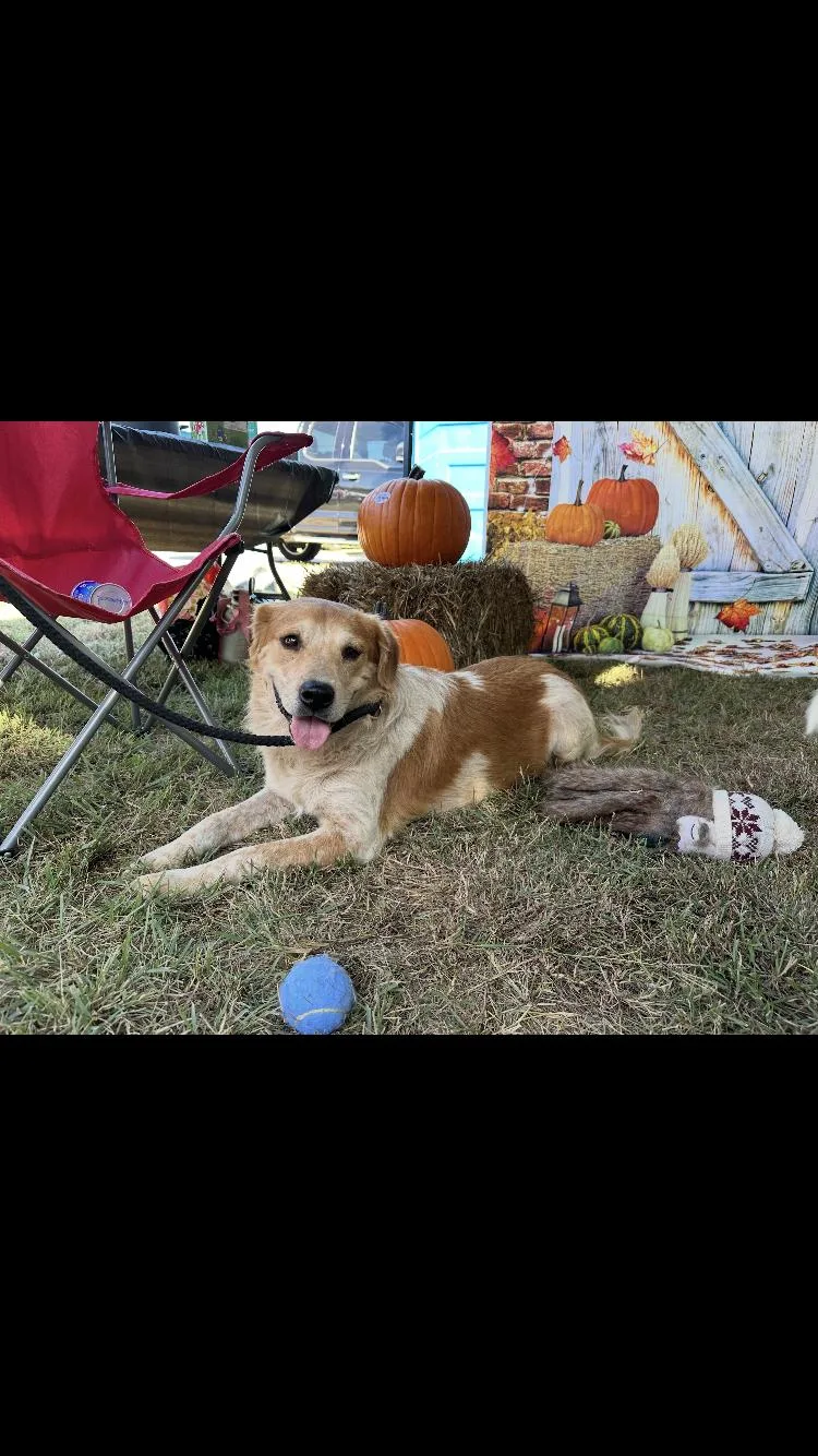 An adult medium-sized male Red / Chestnut / Orange Cattle Dog dog named Cooper for adoption in Paradise, TX