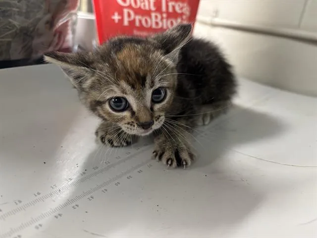 Cinnamon