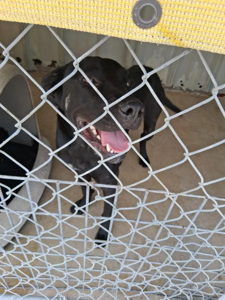 A young large-sized female Labrador Retriever dog named Lorelei for adoption in Brownwood, TX