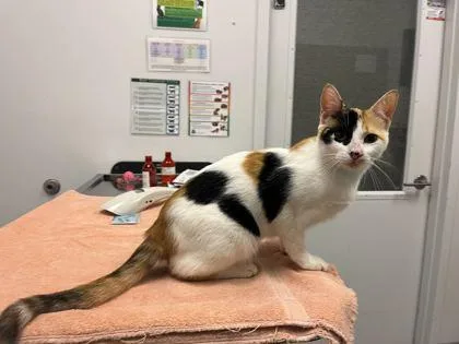 An adult medium-sized female White Domestic Short Hair cat named Christmas In July for adoption in Kansas City, MO