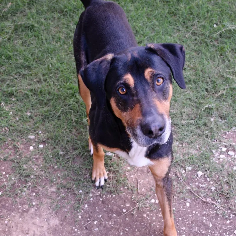 An adult medium-sized male Black Mixed Breed dog named Beetle for adoption in Beaumont, TX